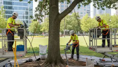 Buffalo, NY tree service crew providing root protection for residential properties