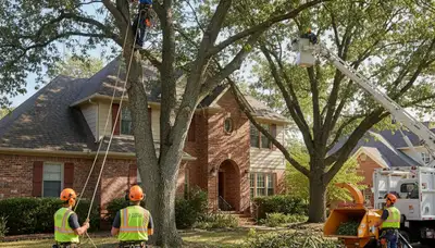Tree service crew in Buffalo, NY providing professional tree removal and trimming services