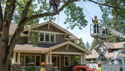 Tree service crew in Buffalo, NY handling professional tree care and removal
