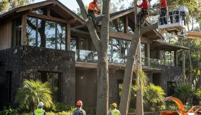 Tree service crew in Buffalo, NY handling professional tree trimming and removal