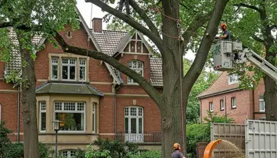 Tree service crew in Buffalo, NY handling professional tree care for local properties