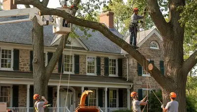 Tree service crew in Buffalo, NY providing professional tree care and removal for local properties
