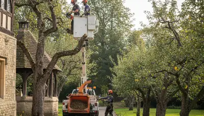 Tree service crew in Buffalo, NY providing professional tree trimming and removal services