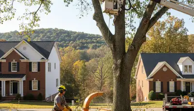 Tree service crew in Buffalo, NY providing safe tree trimming and removal services