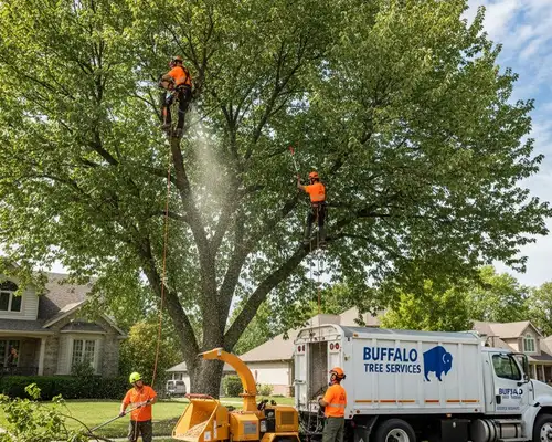 Buffalo, NY tree trimming service for dense canopy management and healthy tree care